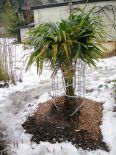 2009-01-13_006.jpg